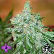 Gage Green Seeds Mendo Supremo