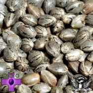 Gage Green Seeds Good Ideas Mixed Gems
