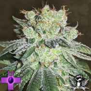 Gage Green Seeds Grateful Grape