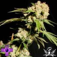 Gage Green Seeds Harleem