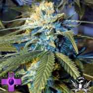 Gage Green Seeds Transformer