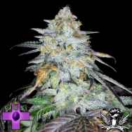Gage Green Seeds L.A Haze