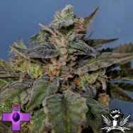 Gage Green Seeds Leia OG