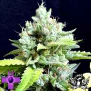 Gage Green Seeds Lemon Puff
