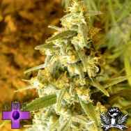 Gage Green Seeds Lemon Stomper