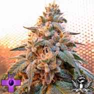 Gage Green Seeds Mango Puff