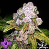 Gage Green Seeds Mendodawg
