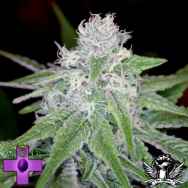 Gage Green Seeds Mendo Montage