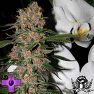 Gage Green Seeds Mindscape