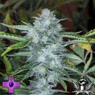 Gage Green Seeds Bastards Series Monarch