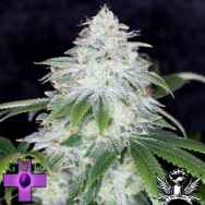 Gage Green Seeds Pepe Le Chem