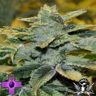 Gage Green Seeds Pepe Le Dank