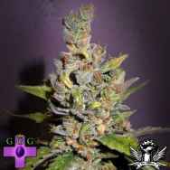 Gage Green Seeds Sacrificial Lamb