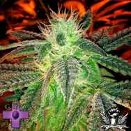 Gage Green Seeds 5K Puff