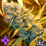 Gage Green Seeds Blessings OG