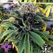 Gage Green Seeds Breakout