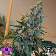 Gage Green Seeds Bright Puff