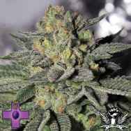 Gage Green Seeds Charity OG