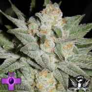 Gage Green Seeds Grape Puff