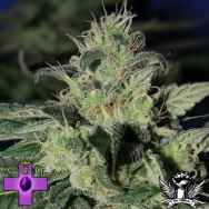Gage Green Seeds Grateful Chem