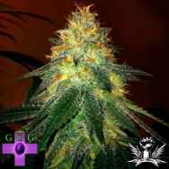 Gage Green Seeds Inferno Haze F2