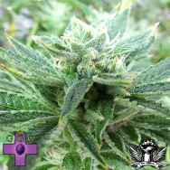 Gage Green Seeds Irie OG