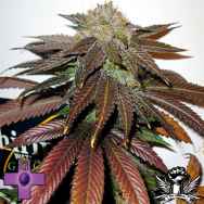 Gage Green Seeds Journeyman