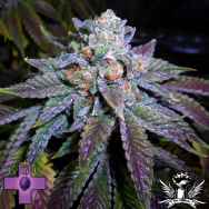 Gage Green Seeds OB Ripper