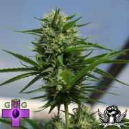 Gage Green Seeds Senor Jack