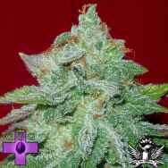 Gage Green Seeds Starlet Kush
