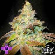 Gage Green Seeds Stone Free