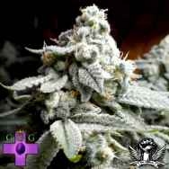 Gage Green Seeds Grape Stomper (aka sour grapes) BX