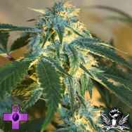 Gage Green Seeds Bastards Series White Delight