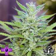 Gage Green Seeds Classic Twist