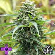 Gage Green Seeds West Coast Willie