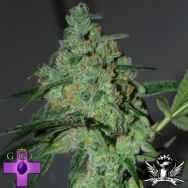 Gage Green Seeds Burning Desire