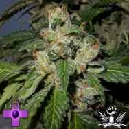 Gage Green Seeds Blanco Berry Kush
