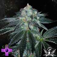 Gage Green Seeds Force OG