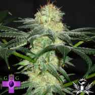 Gage Green Seeds Harlequin Jo AKA Freedom Baby