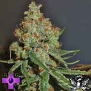 Gage Green Seeds Royal Flush