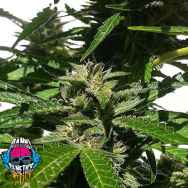 Dank Genetics Seeds Galactic Fire