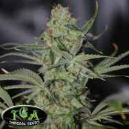 TGA Subcool Seeds Galactic Jack