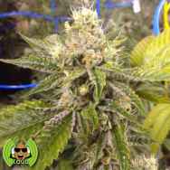 Loud Seeds Ganja Farmer OG