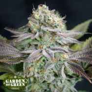 Garden of Green Seeds Blue Dream