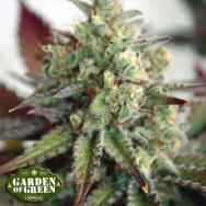 Garden of Green Seeds Critical 2.0 XL AUTO