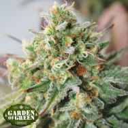 Garden of Green Seeds Critical XXL