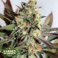 Garden of Green Seeds Girl Scout Cookies