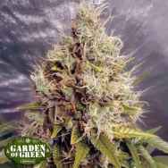 Garden of Green Seeds Kush Mass AUTO