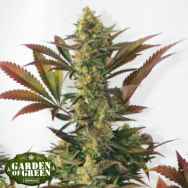 Garden of Green Seeds Larrys Lemon OG