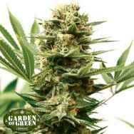 Garden of Green Seeds Mass Shooter AUTO